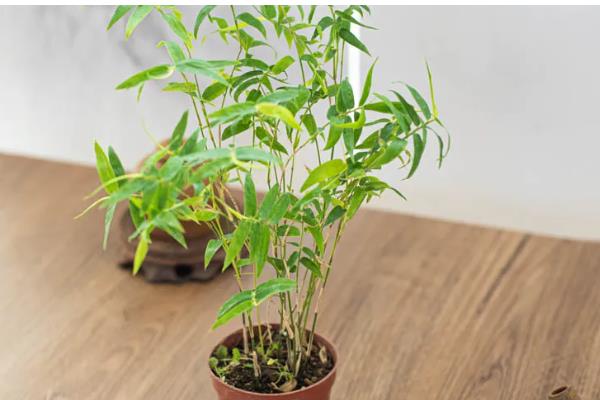 竹子怎么养殖，将环境的温度控制在12-22度