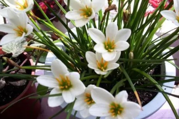 葱兰为何叶子发黄，可能是土壤不适、浇水不当等因素所致