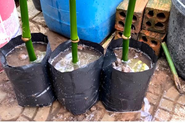 竹子怎么养殖，将环境的温度控制在12-22度