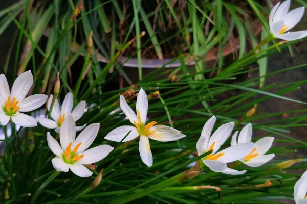 葱兰为何叶子发黄，可能是土壤不适、浇水不当等因素所致