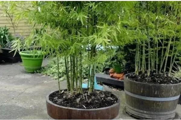 竹子怎么养殖，将环境的温度控制在12-22度