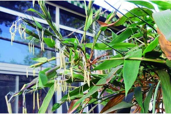 竹子怎么养殖，将环境的温度控制在12-22度