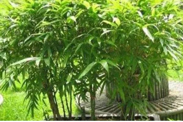 竹子怎么养殖，将环境的温度控制在12-22度