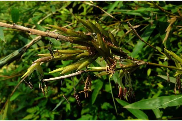 竹子怎么养殖，将环境的温度控制在12-22度