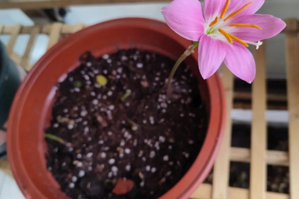 葱兰为何叶子发黄，可能是土壤不适、浇水不当等因素所致