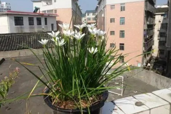 葱兰为何叶子发黄，可能是土壤不适、浇水不当等因素所致