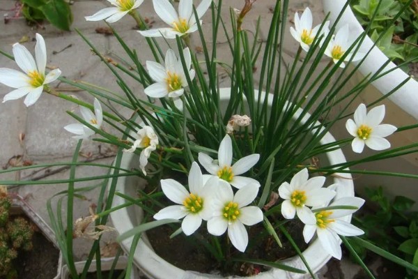 葱兰为何叶子发黄，可能是土壤不适、浇水不当等因素所致