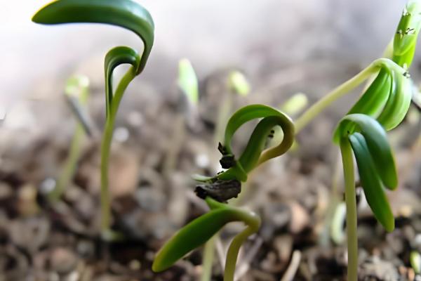 蒲公英一年四季可以种吗，春秋两季种植为佳