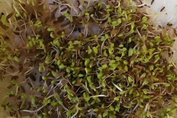 蒲公英一年四季可以种吗，春秋两季种植为佳