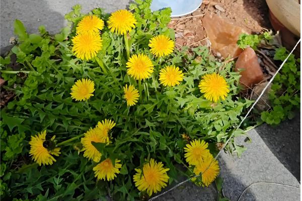 蒲公英一年四季可以种吗，春秋两季种植为佳