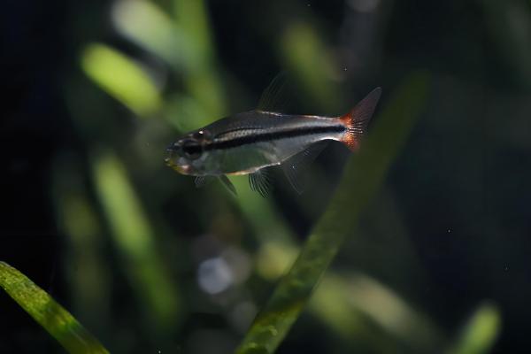 1cm的灯鱼多久能长大，一般需要3-6个月