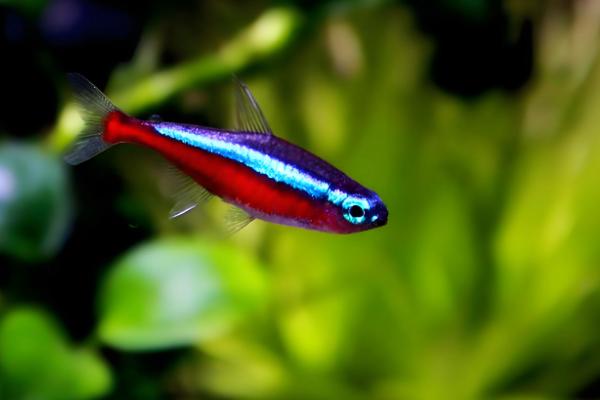 1cm的灯鱼多久能长大，一般需要3-6个月