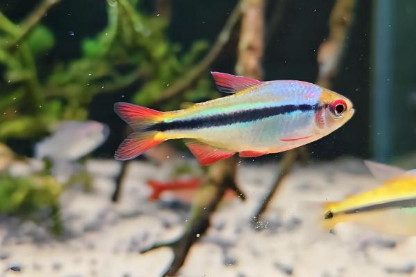 1cm的灯鱼多久能长大，一般需要3-6个月