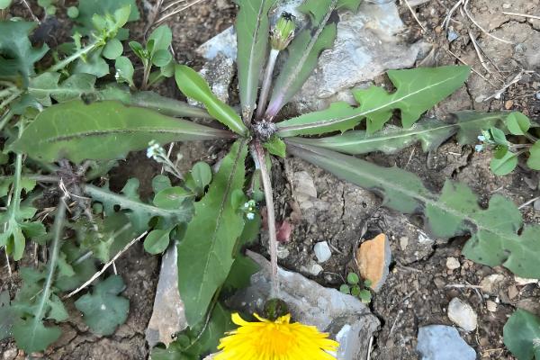 蒲公英一年四季可以种吗，春秋两季种植为佳