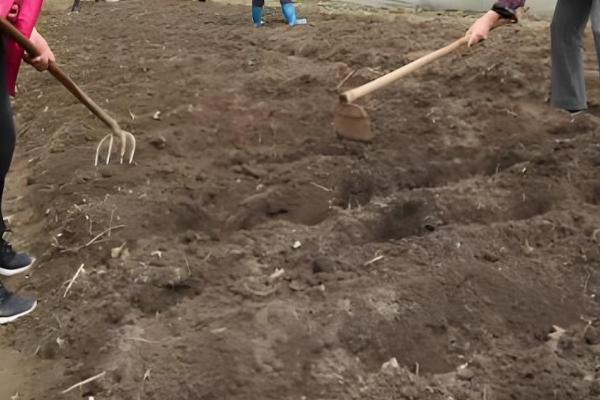 蒲公英一年四季可以种吗，春秋两季种植为佳