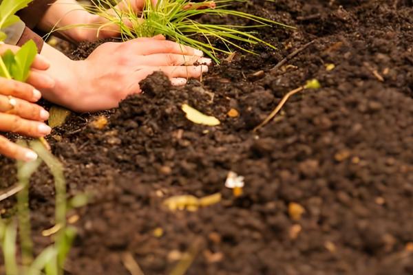 蒲公英一年四季可以种吗，春秋两季种植为佳