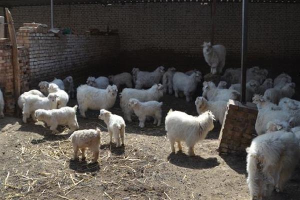羔羊的开口料配方，原料包括豆粕、棉粕等
