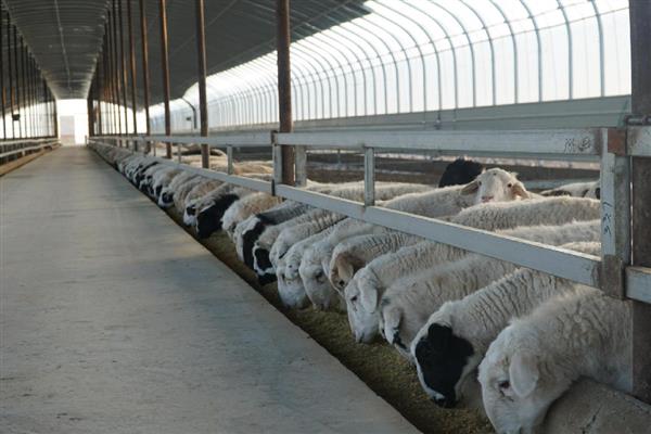 羔羊的开口料配方，原料包括豆粕、棉粕等