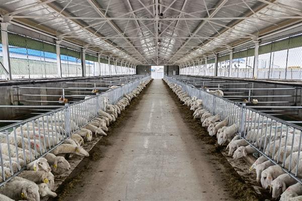 羔羊的开口料配方，原料包括豆粕、棉粕等