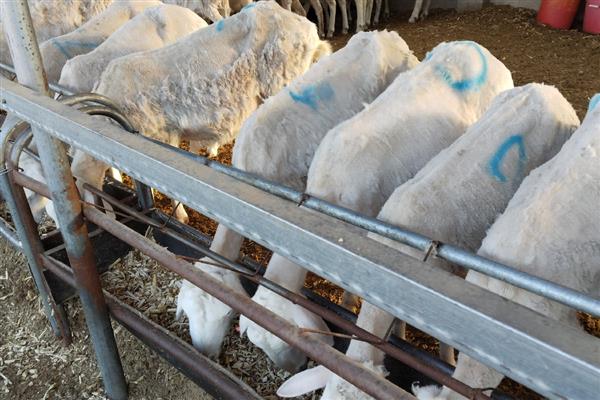 羔羊的开口料配方，原料包括豆粕、棉粕等