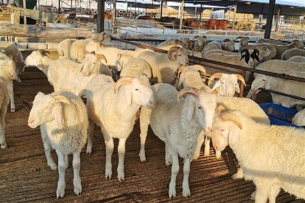 羔羊的开口料配方，原料包括豆粕、棉粕等