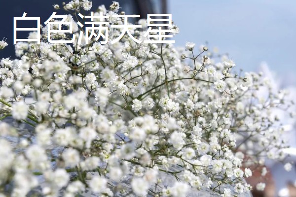 满天星的花语,不同颜色的花语不同