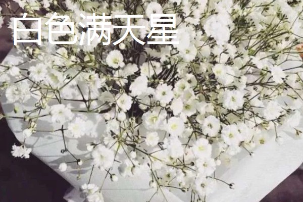 满天星的花语,不同颜色的花语不同