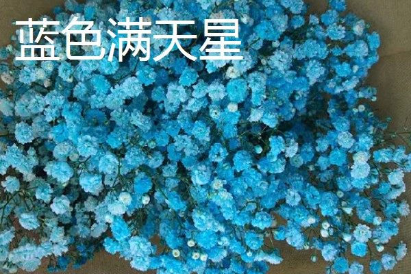 满天星的花语,不同颜色的花语不同