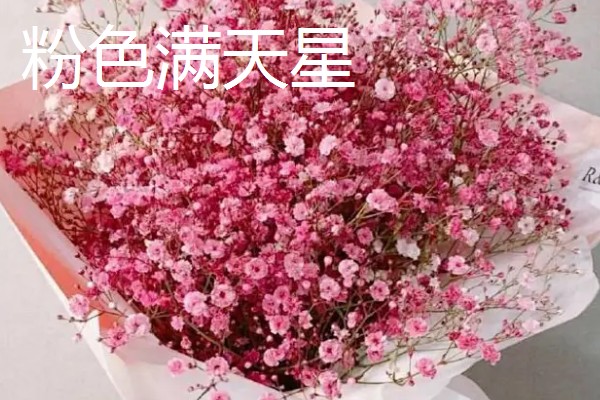 满天星的花语,不同颜色的花语不同