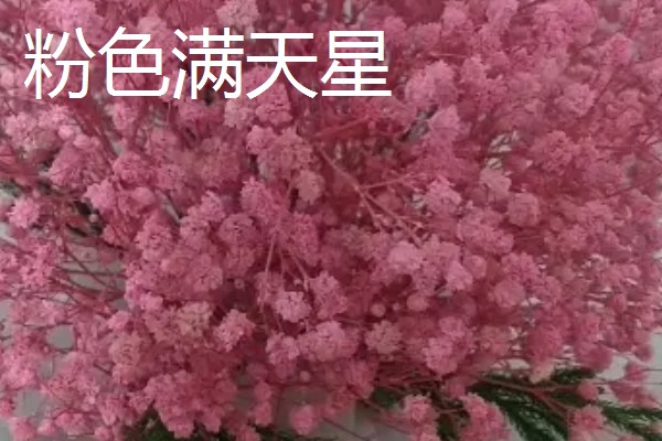 满天星的花语,不同颜色的花语不同