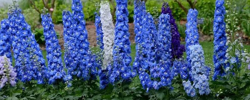 大花飞燕草怎么繁殖，以播种、扦插、分株为主