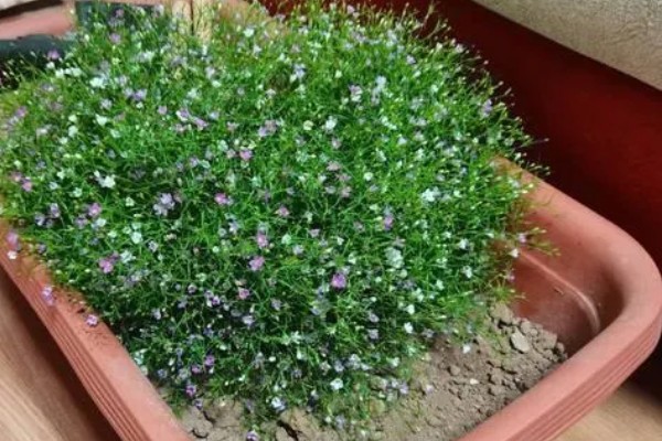 满天星的花语,不同颜色的花语不同