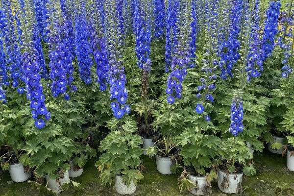 大花飞燕草怎么繁殖，以播种、扦插、分株为主