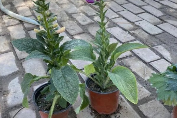 大花飞燕草怎么繁殖，以播种、扦插、分株为主