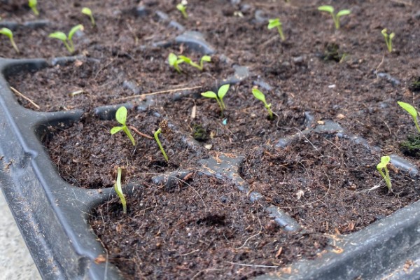 大花飞燕草怎么繁殖，以播种、扦插、分株为主