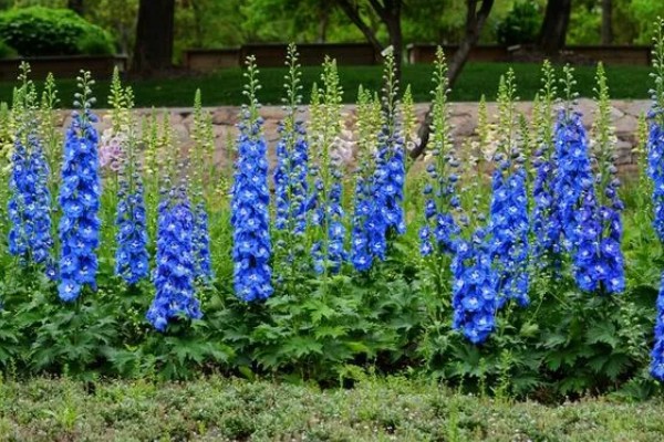 大花飞燕草怎么繁殖，以播种、扦插、分株为主