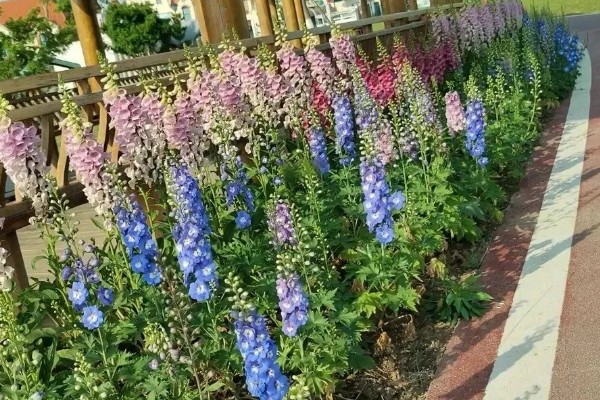 大花飞燕草怎么繁殖，以播种、扦插、分株为主