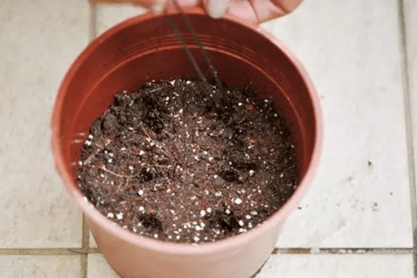 大花飞燕草怎么繁殖，以播种、扦插、分株为主