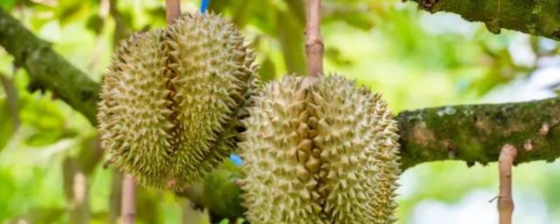 榴莲的简介，具有特殊的浓烈气味