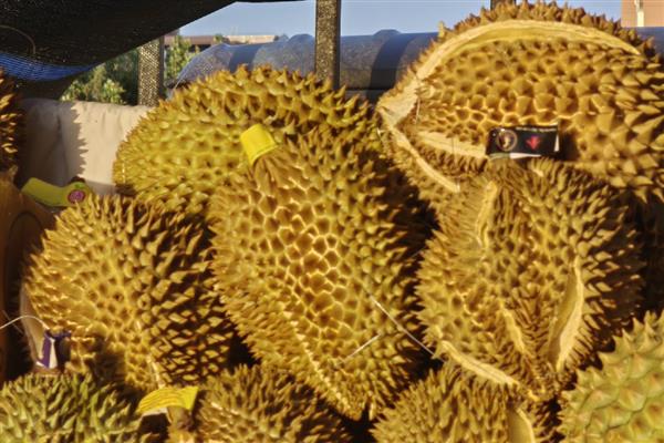 榴莲的简介，具有特殊的浓烈气味