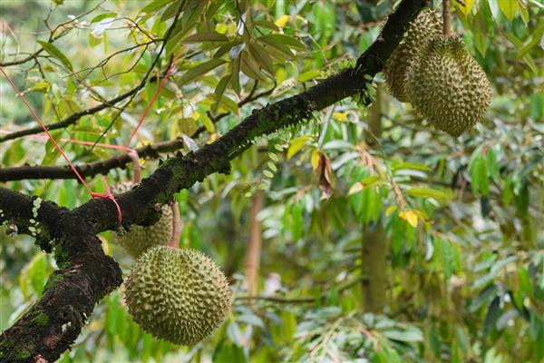 榴莲的简介，具有特殊的浓烈气味