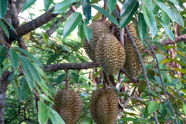 榴莲的简介，具有特殊的浓烈气味