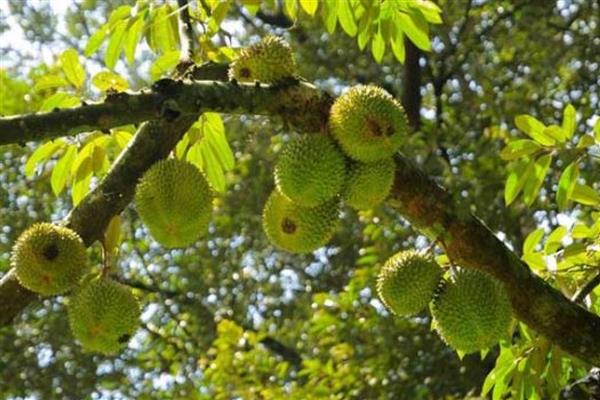 榴莲的简介，具有特殊的浓烈气味