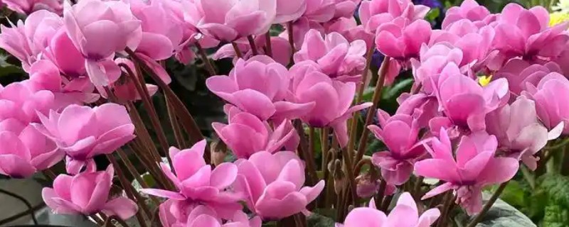 春节开的花卉有哪些，有桃花、木棉花、仙客来等