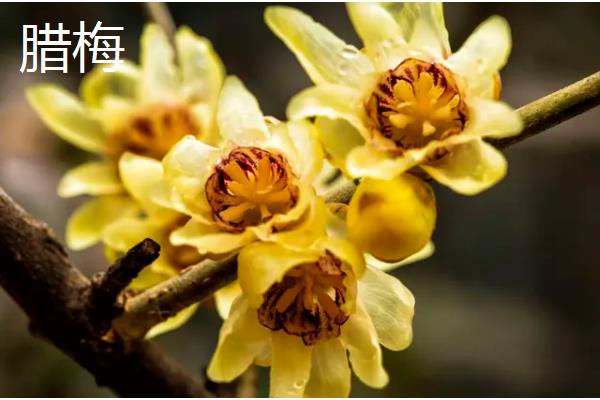 春节开的花卉有哪些，有桃花、木棉花、仙客来等