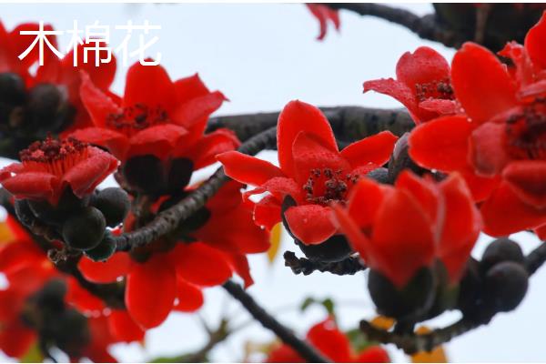 春节开的花卉有哪些，有桃花、木棉花、仙客来等