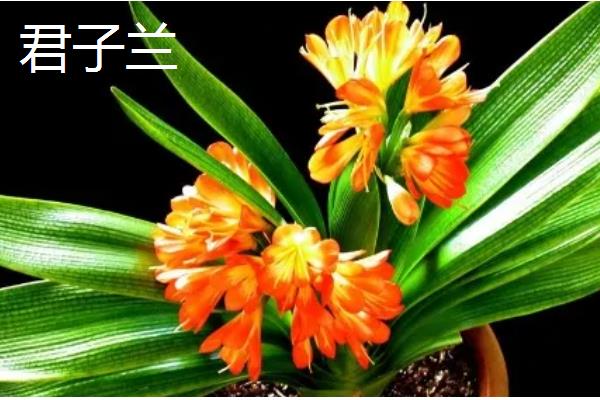 春节开的花卉有哪些，有桃花、木棉花、仙客来等