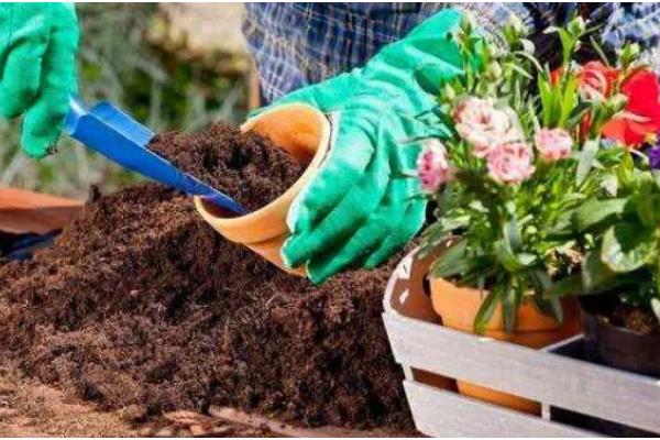 春节开的花卉有哪些，有桃花、木棉花、仙客来等