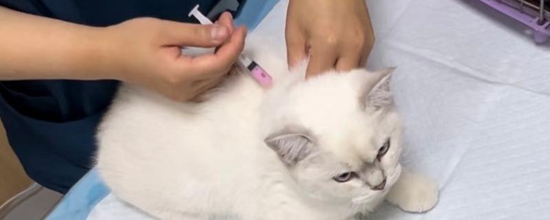 猫打完三联疫苗后的反应，常见精神及食欲下降、嗜睡等症状