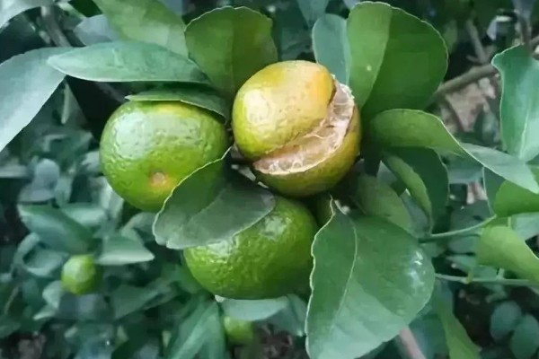 柑橘裂果的原因及防治技术,品种原因和气候均会导致